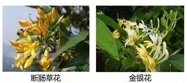 赵先生一家食用的野菜名叫石龙芮,长得很像水芹菜,含剧毒