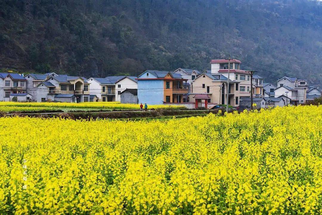影画湘西家乡的风景社塘坡油菜花季