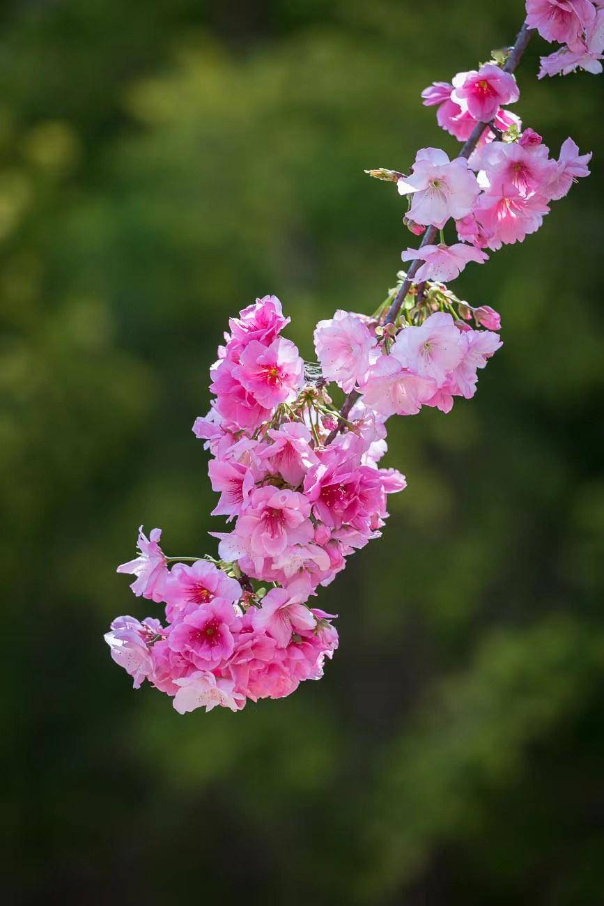 西昌市市花图片