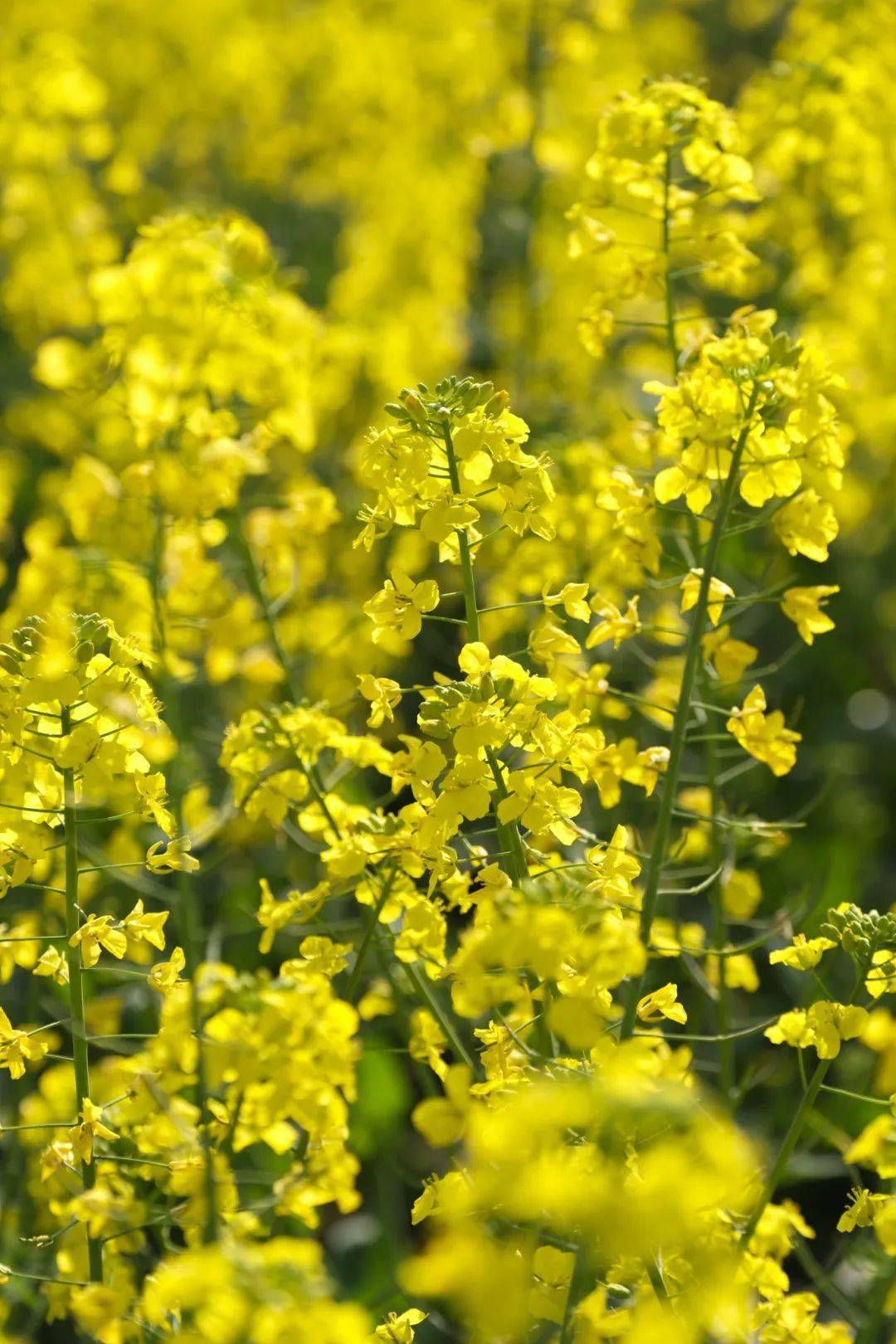 花田花田花田美到心醉