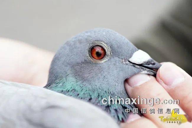 鸽讯归巢率仅2两羽台湾南海双关综合鸽王