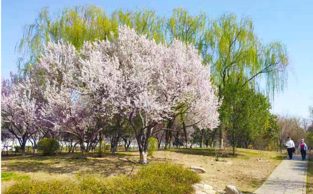 石家庄市主要种植有白玉兰,紫玉兰,黄玉兰;形状就像是立着的毛笔,所以