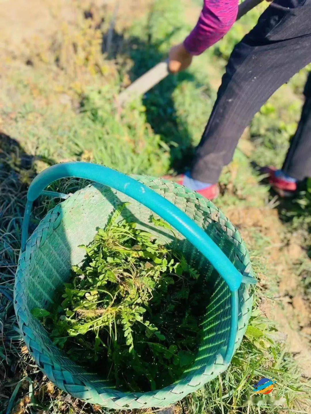 价格飙升!巨野正上市!_香椿_野菜_市民