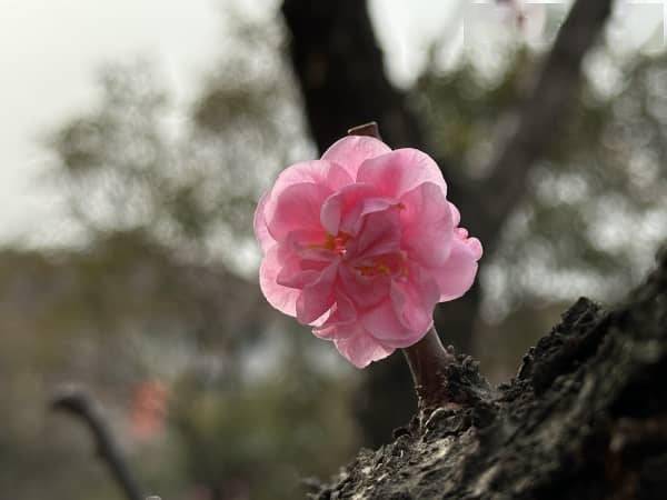 组图丨梅花开了第一抹春色已上线
