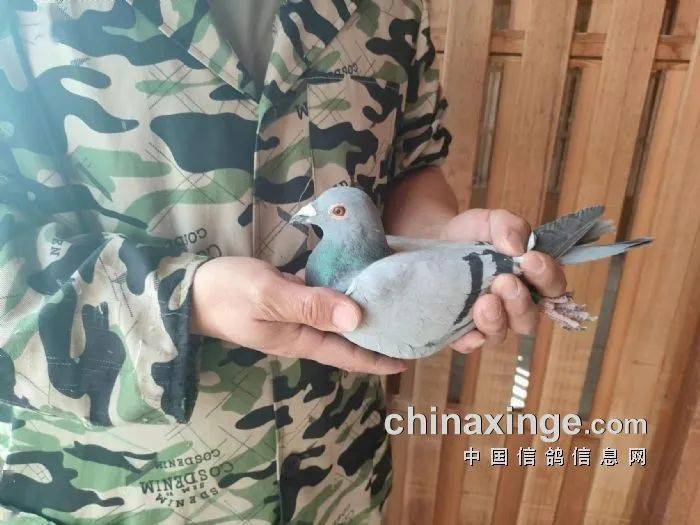 鸽讯京城名家争锋北京丰台300公里冠军风采照