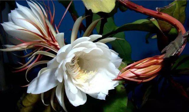 如果告诉你用一盆昙花能繁殖满阳台昙花你还会在意昙花一现吗