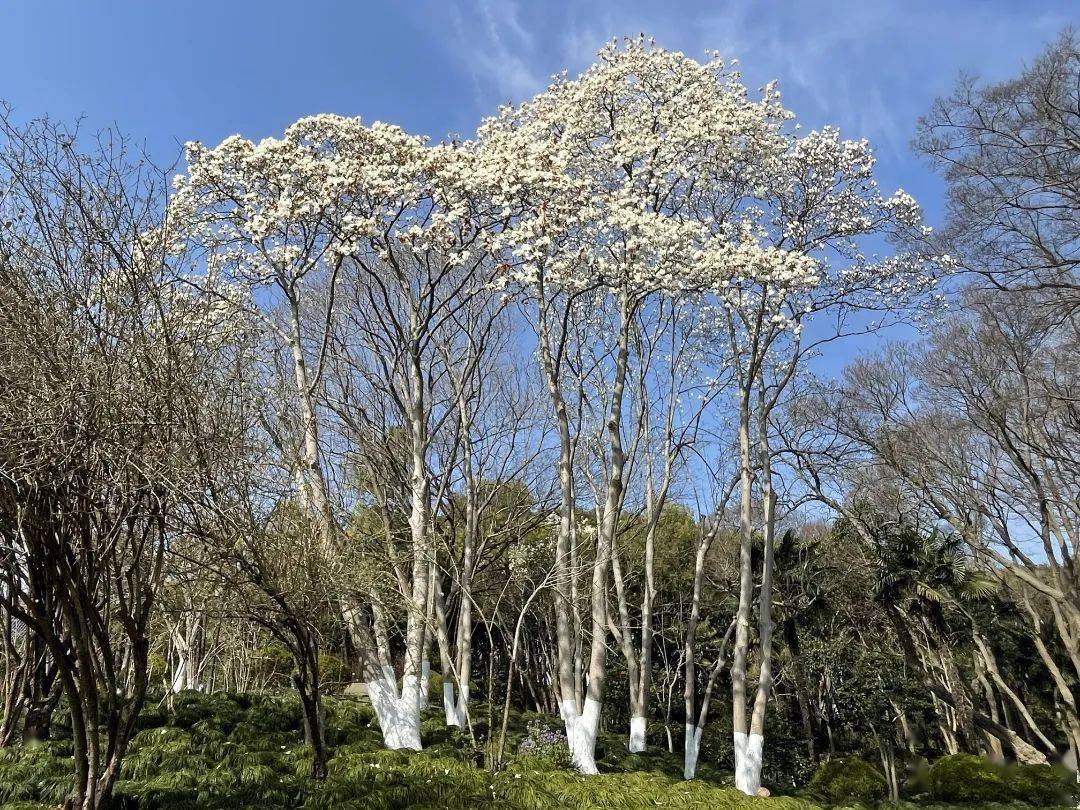 "市花"白玉兰绽放,快来这些点位观赏吧→_公园_地址_