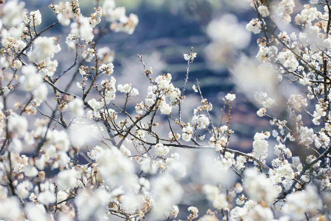 殿宇,花繁势盛新枝嫩蕊浓艳,清新绯红图源:"丽江发布"微信公众号 钱磊