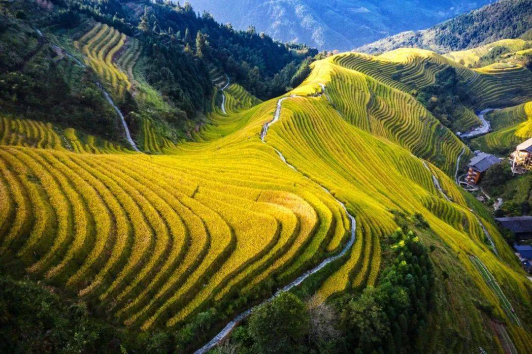 壁纸 成片种植 风景 植物 种植基地 桌面 1080_719