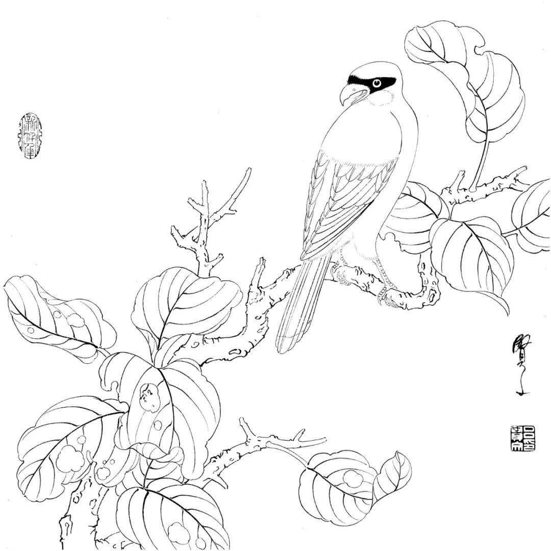 精美花鸟白描20幅