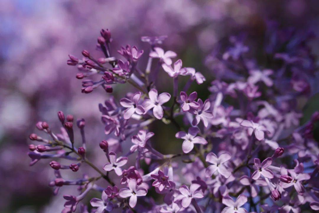 小时候吃过的花居然有毒网友那时候还在新手保护期