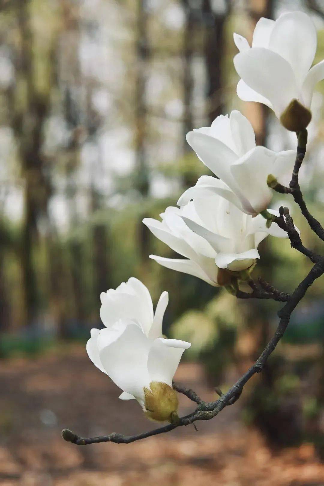 市花白玉兰绽放快来这些点位观赏吧