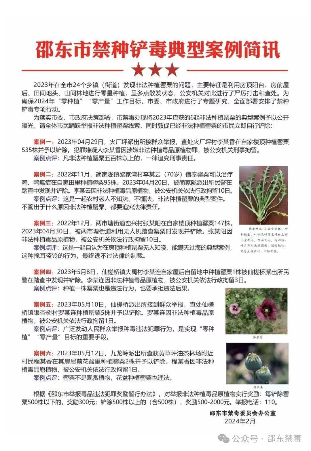 邵东6人非法种植毒品原植物被拘留