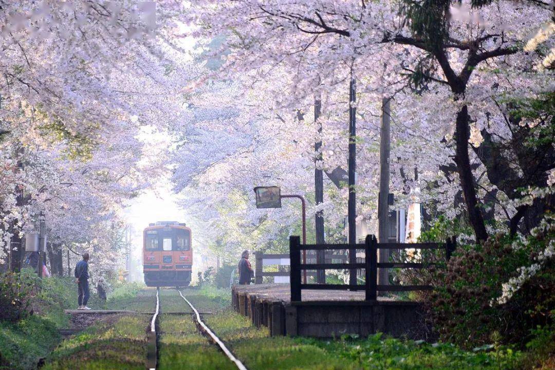 乘坐樱花小火车,去最远的地方看最美的风景～_日本_运行_列车