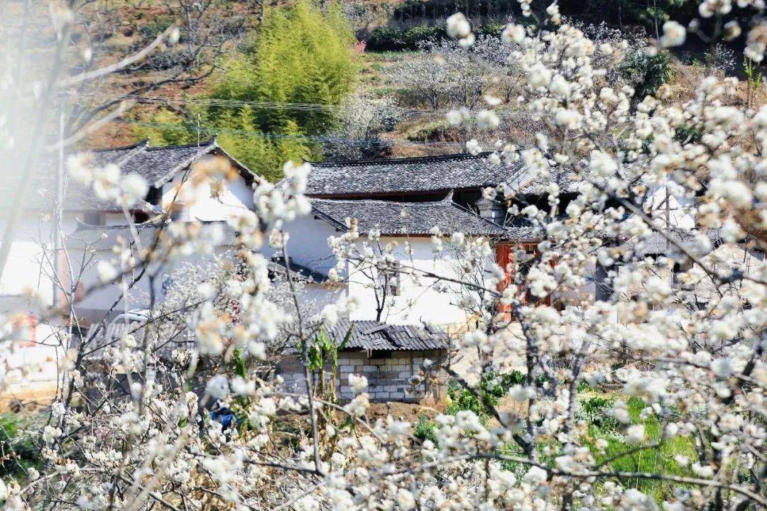 这才是春天该有的样子……_樱花_公众_云南