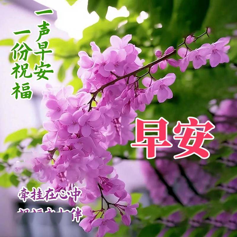 清晨,问候_人生_朋友