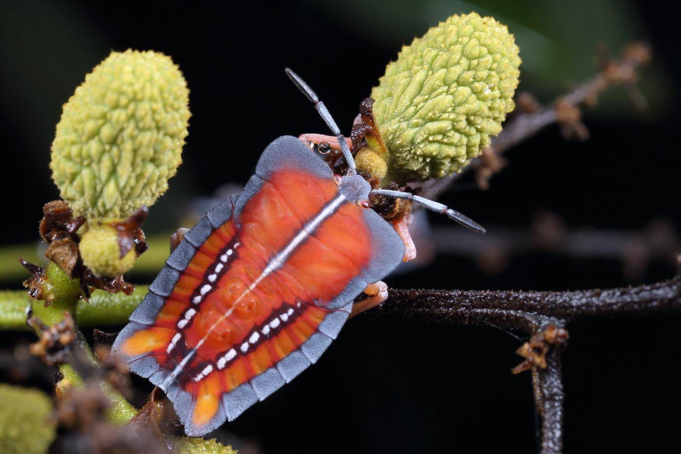 howmanyinsectsarethereinguangdong12093speciesrevealed