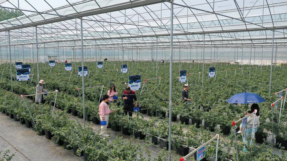 梅州梅县区畲江镇举办"绿美梅县"蓝莓采摘活动_主题_产业_树苗