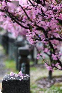 匆匆残照里,西风吹破一池平冀北丨日日诗中遇,芳魂莫道无寻处冀北