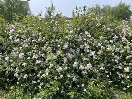 形态上或直立,或攀缘,或蔓生;花朵单生或者在顶端丛生,花朵有红色