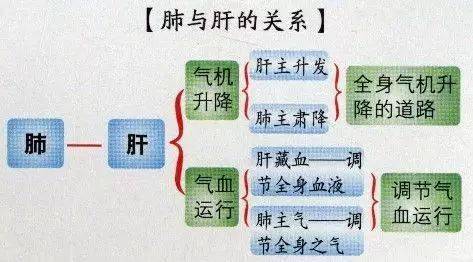 肝藏血,肺藏气,肝气与肺气上下阴阳升降,以维持人体气机的正常升降