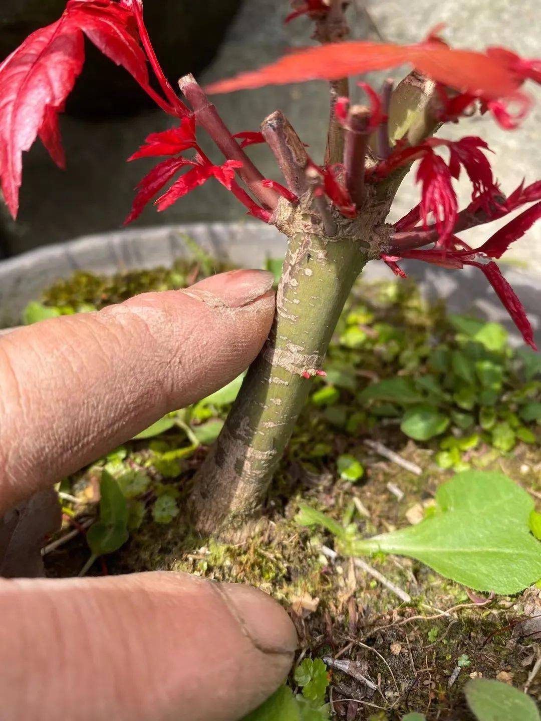 进行_台友_修剪