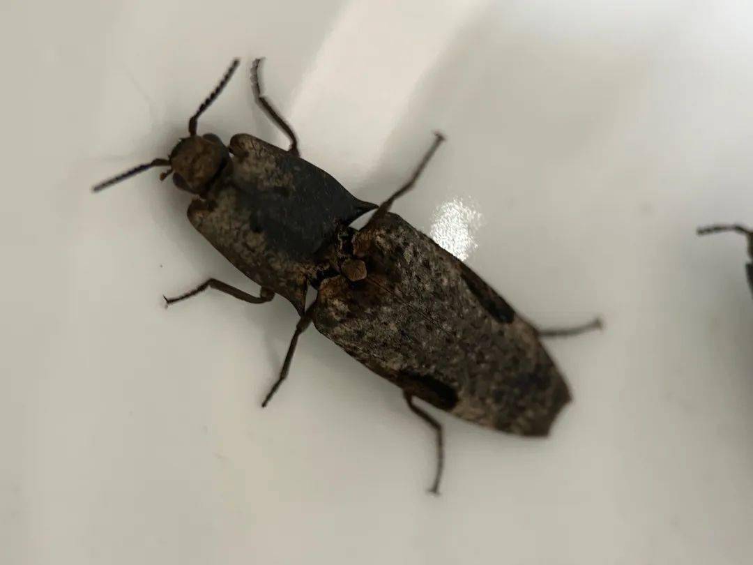 湿地公园首次发现国家"三有"保护昆虫——眼纹斑叩甲_物种_天牛_作用