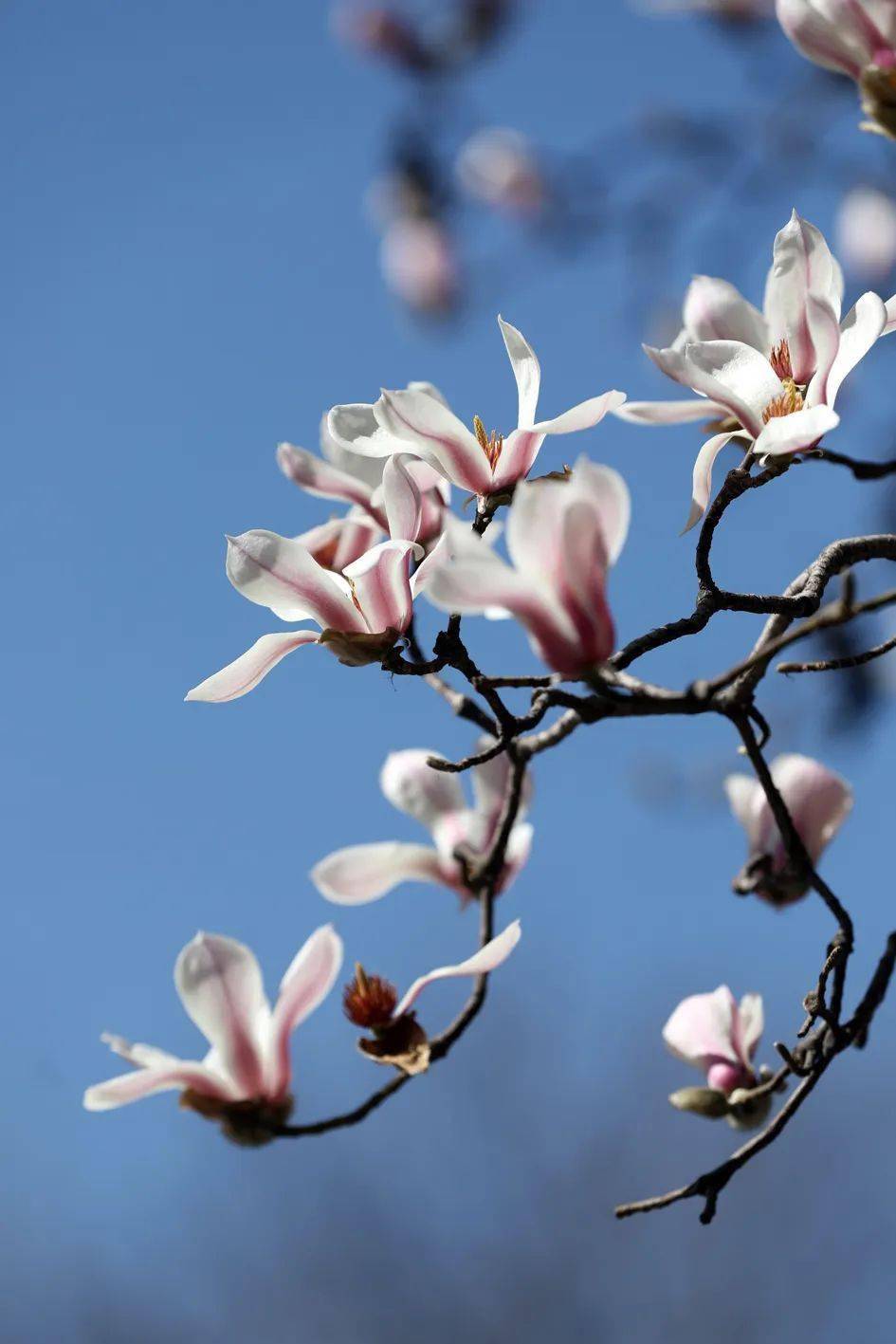 图话丨碑林公园玉兰花开