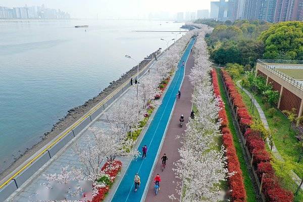 潮新闻送出福利名额,请你去跑樱花跑_活动_杭州_跑道