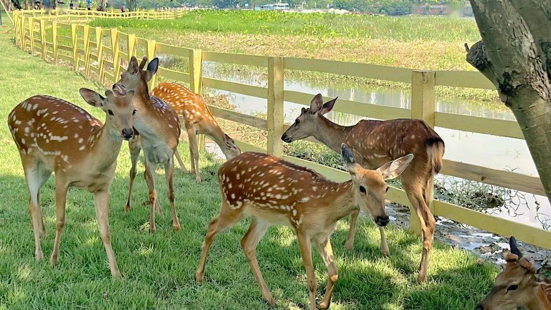 涉及多个镇街本周六有临时交通管制