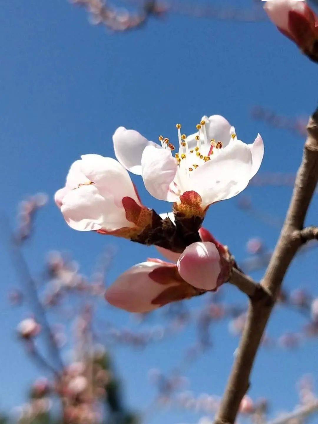 宋飞:三月,相约在最美的春光里_梨花_花朵_季节