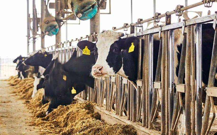 牛奶_奶牛_价格