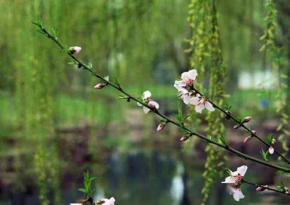 白居易诗词里的春天,美景如画,动人心弦_春风_西湖_杭州