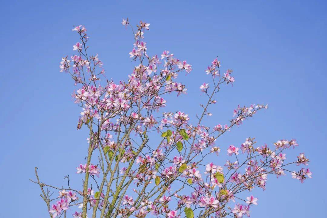 今日春分欣欣向荣