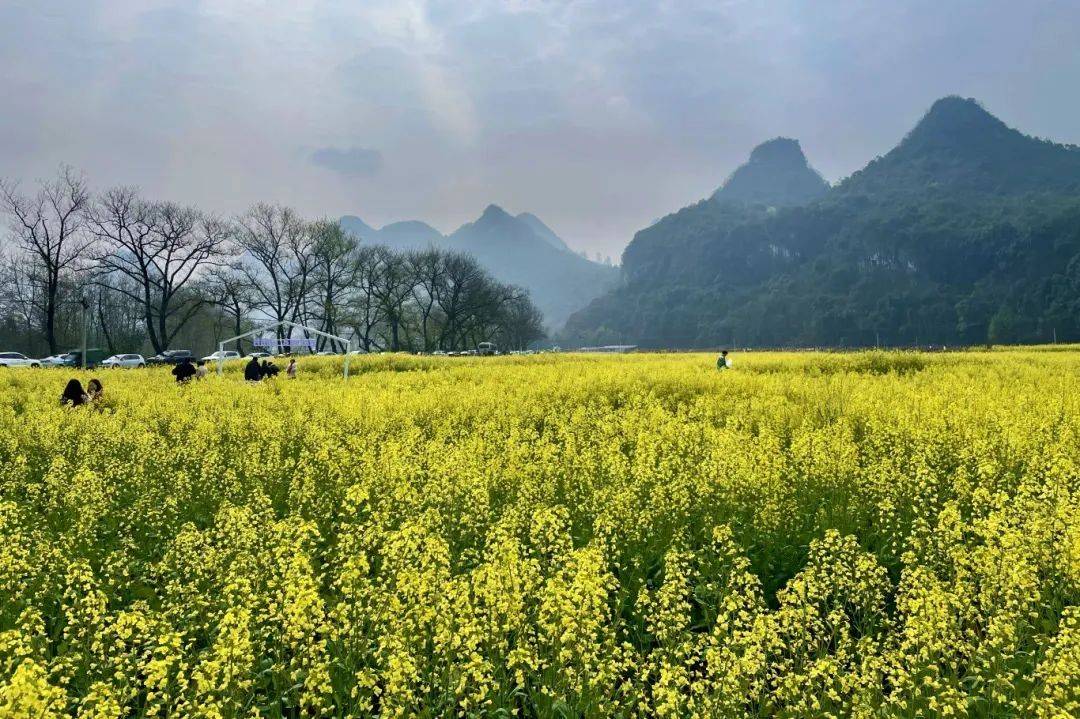 江油市永胜镇油菜花图片