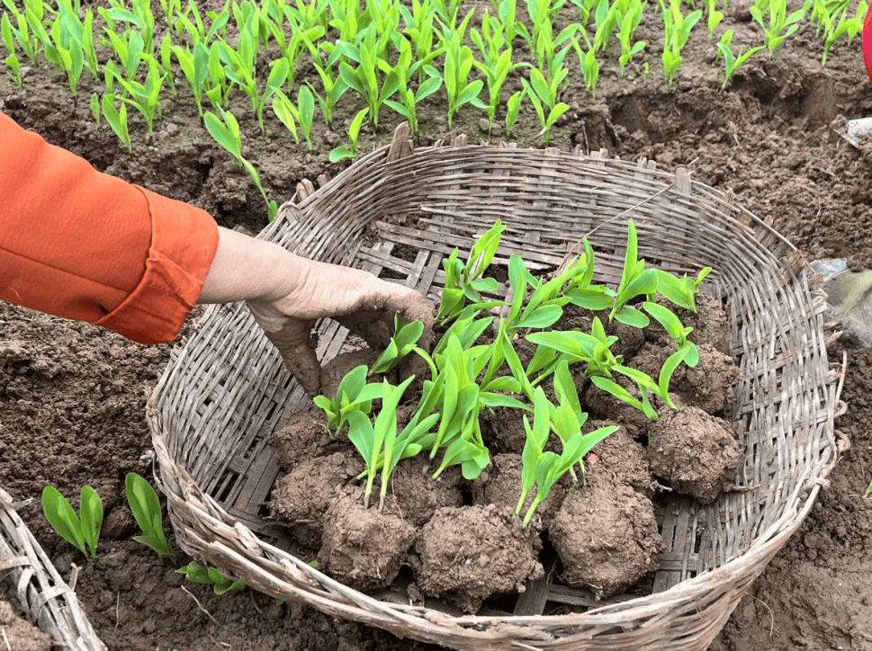 一排排玉米便移栽完成并覆盖一层泥土固苗按要求将玉米种苗放入定植穴