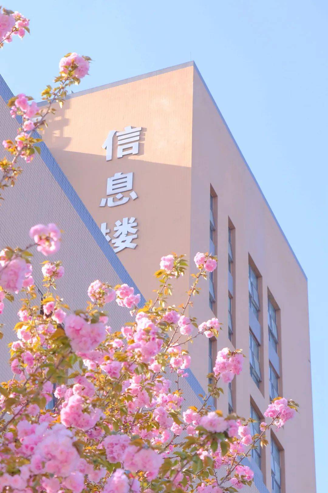 汽车职业学院阳光正好在被誉为"蜀人原乡,三贤故里"的资阳花开有信
