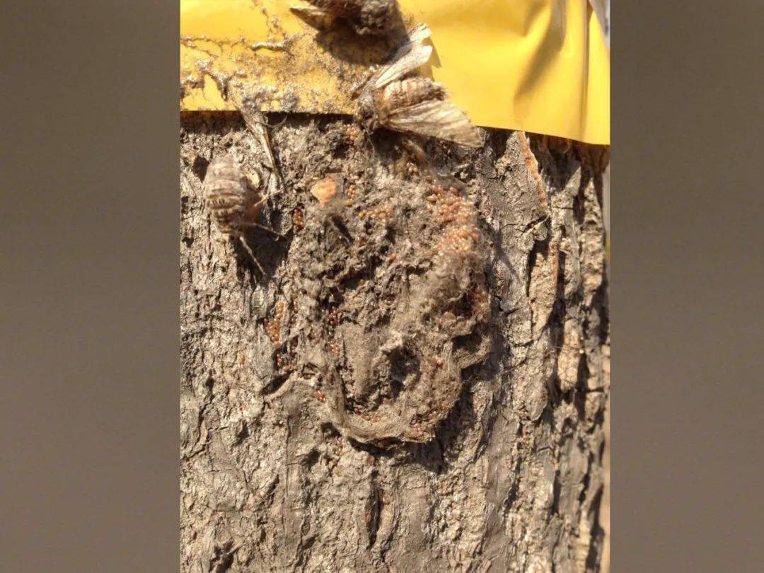 北京地区3月主要林木有害生物监测防治历