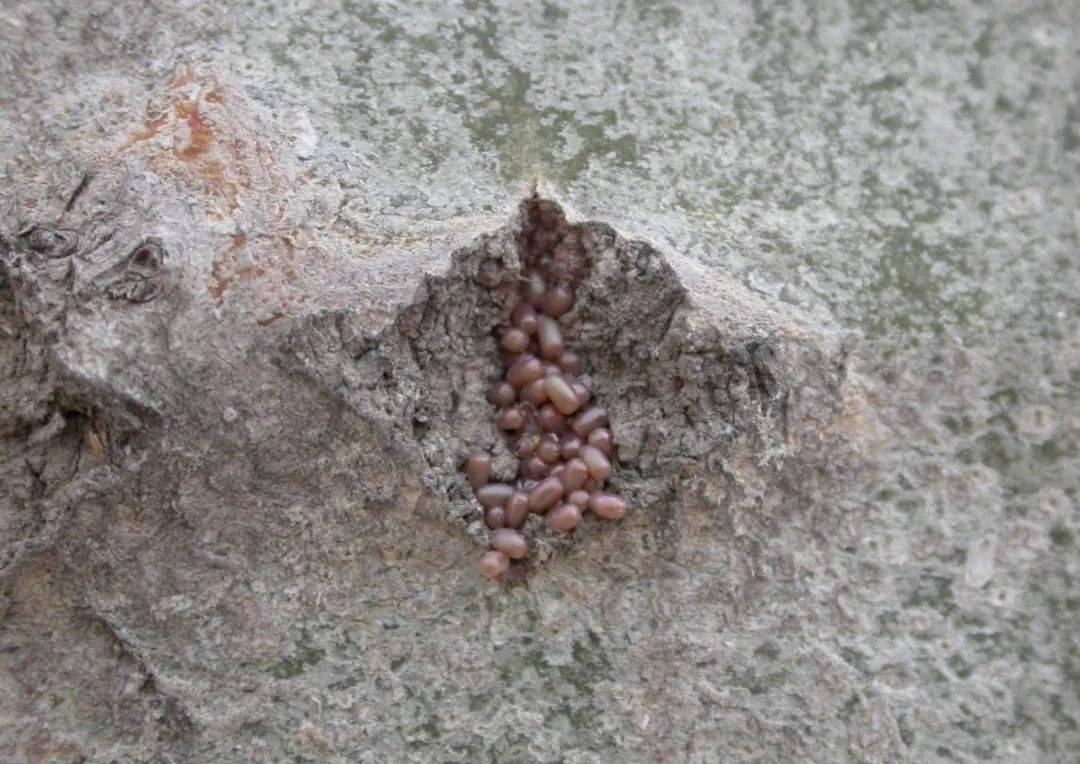 春尺蠖块卵春尺蠖雌成虫产卵春尺蠖雄成虫春尺蠖雌成虫2.