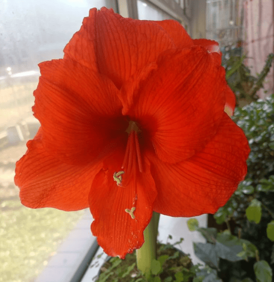 赏心悦目的朱顶红