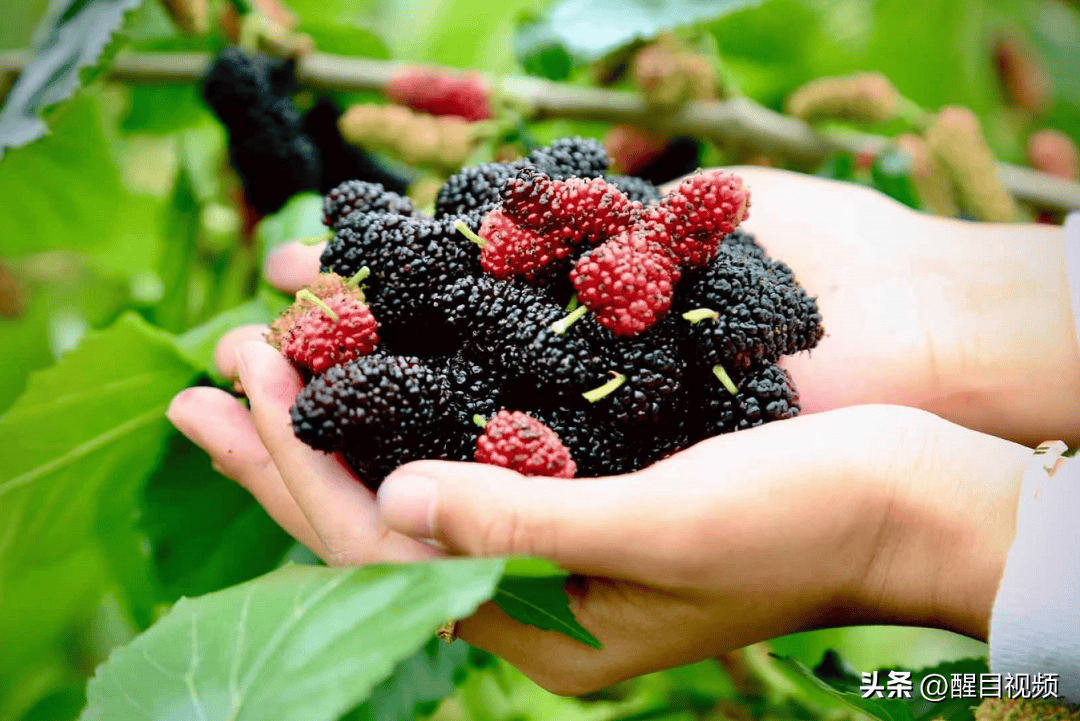 2万棵桑果树爆甜开摘发布君请你去