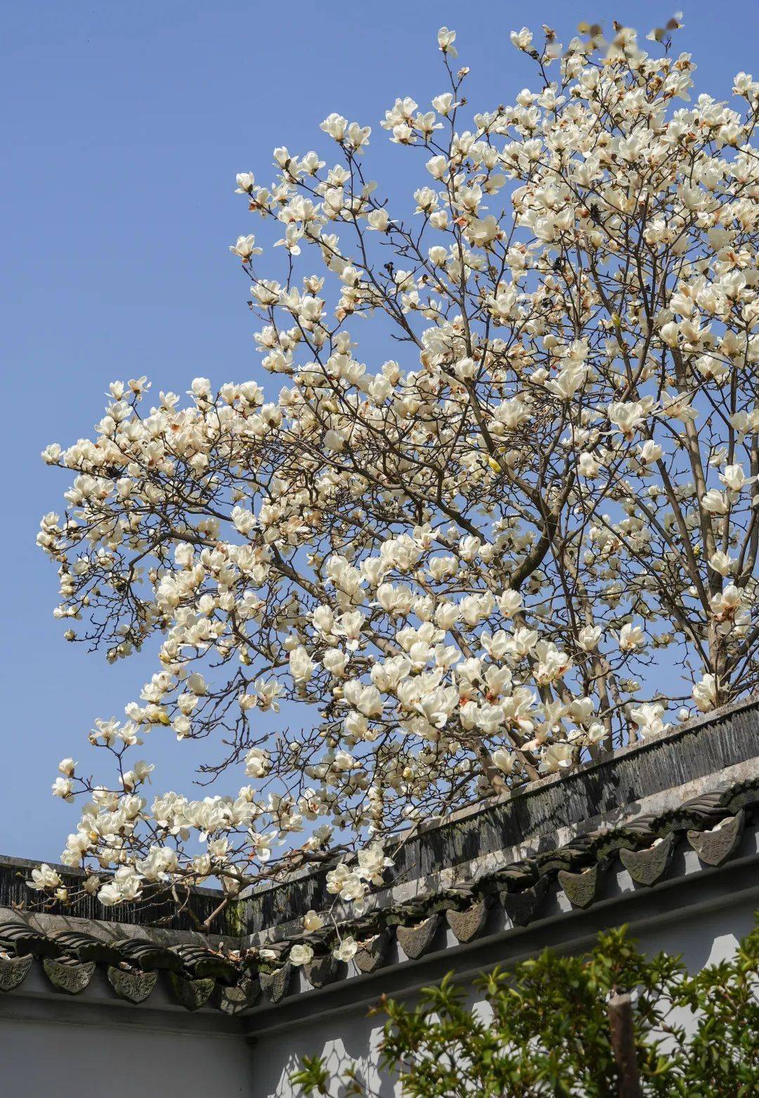 春分时节2024年梅园油画名家采风写生拉开帷幕