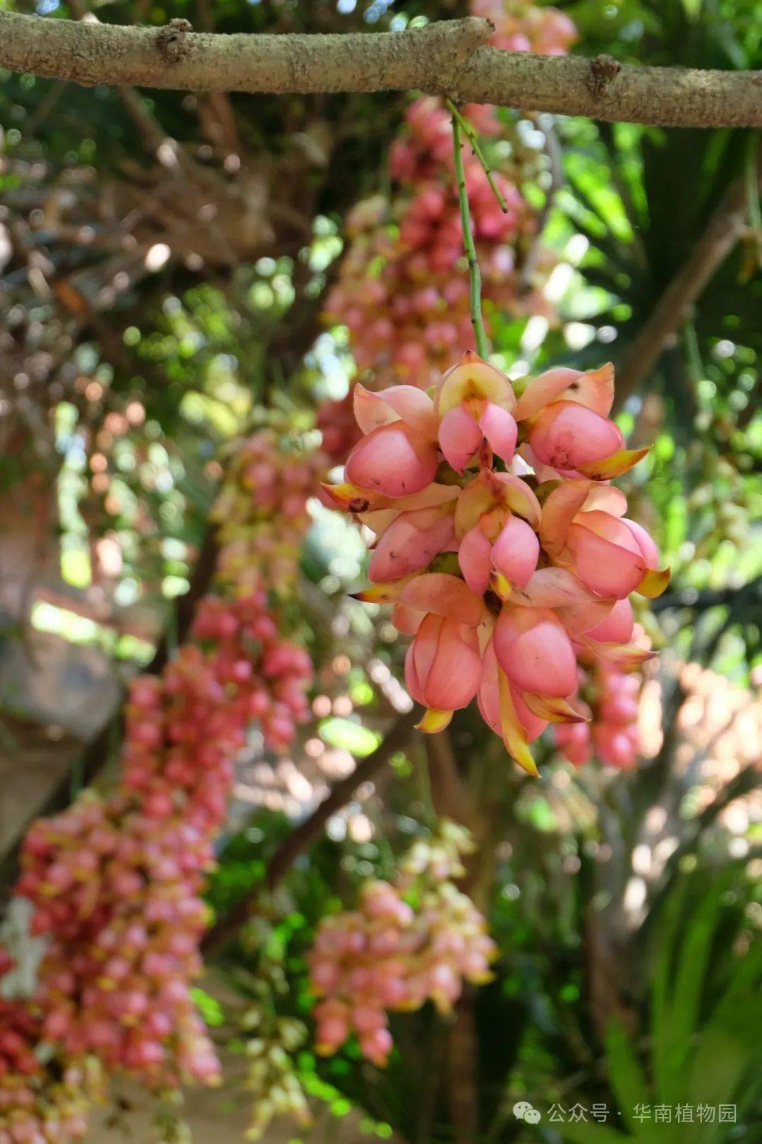 本周重点前往蕨类·阴生植物区和药用植物区观赏粉红色禾雀花,前往