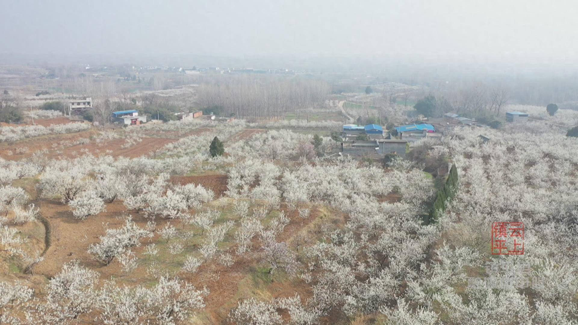 连日来,伴随着春日的暖阳,镇平县老庄镇樱桃沟的万亩樱桃花已悄然盛开