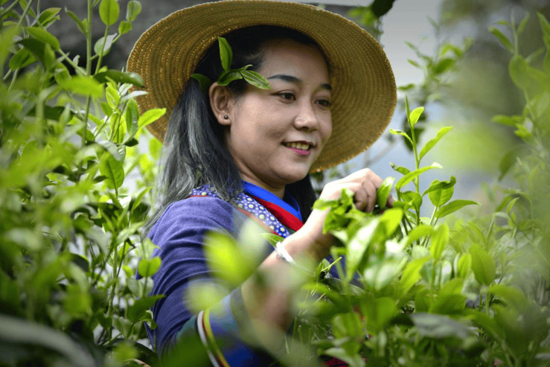 春茶采摘正当时,勐海招采茶工啦!(第三批)_普洱茶_来源_山山