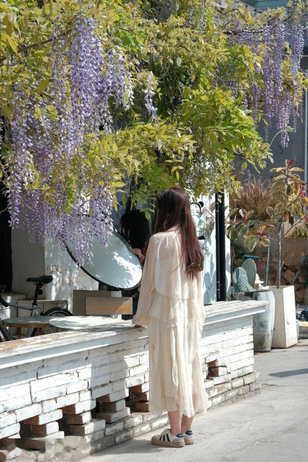 惊艳在一片粉红中杀出重围昆明这片紫藤花拍照绝了