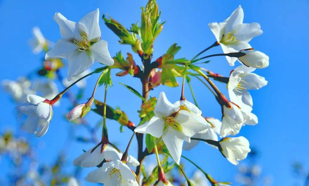 可观赏迎春,梅花,玉兰,樱花,碧桃,紫叶李