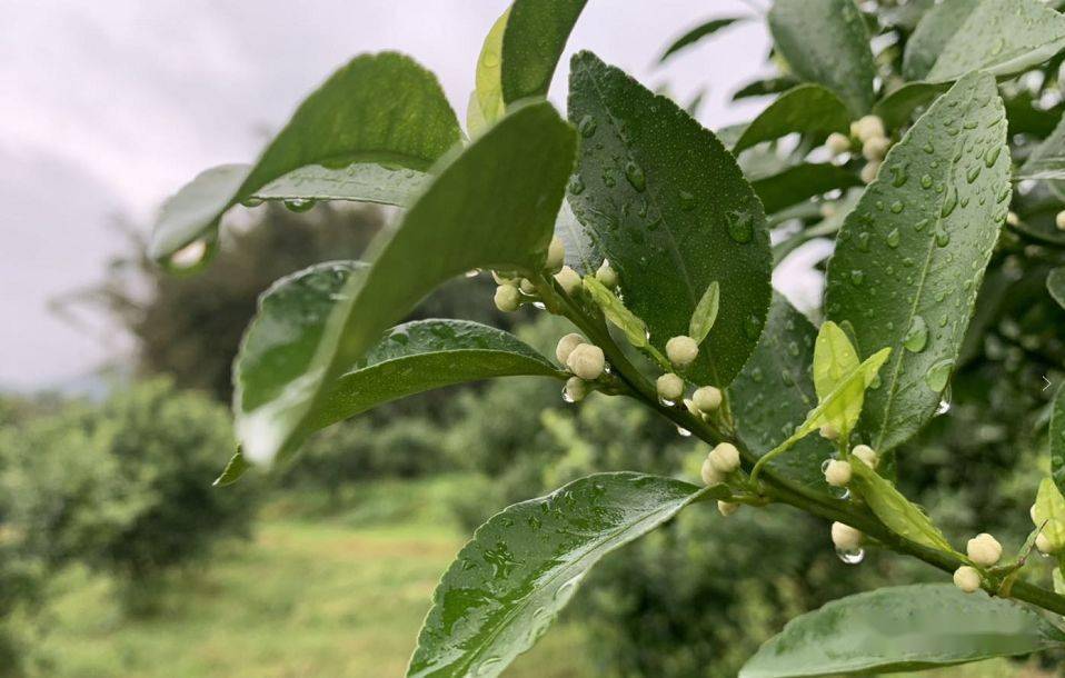 沙糖橘花多春梢少到底会不会影响挂果质量呢
