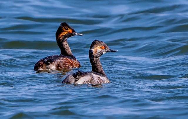 美好生活在云南16种珍稀鸟类近年到访滇池