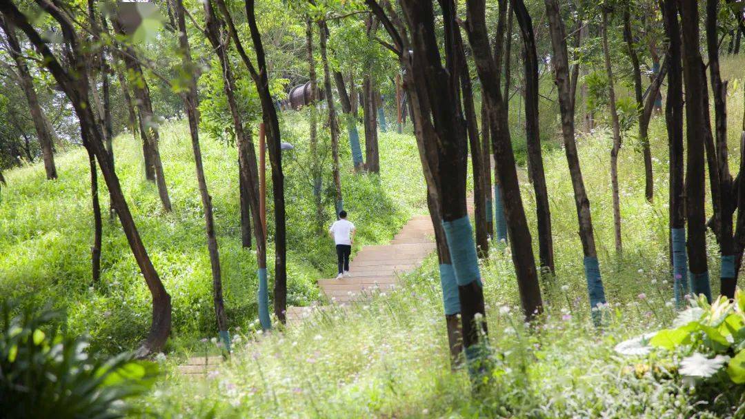 藏于树梢的诗意生活 | 深圳南山区侨城北公园_自然_空间_山林